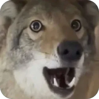 Video sticker 😮 dumbass coyotes