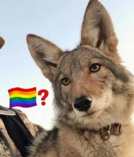 Video sticker 🫤 dumbass coyotes