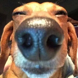 Telegram sticker 🐶 Больше стиков тут: @stikery4