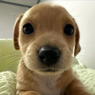 Telegram sticker 🐶 Больше стиков тут: @stikery4