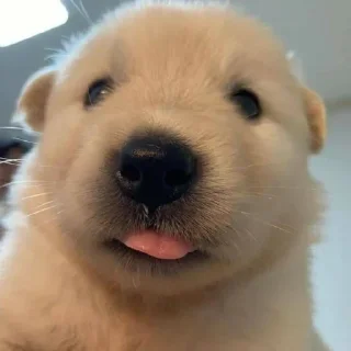 Telegram sticker 🐶 Больше стиков тут: @stikery4