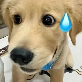 Video sticker 🐶 Больше стиков тут: @stikery4