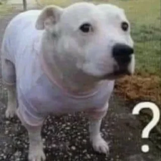 Telegram sticker 🐶 Больше стиков тут: @stikery4