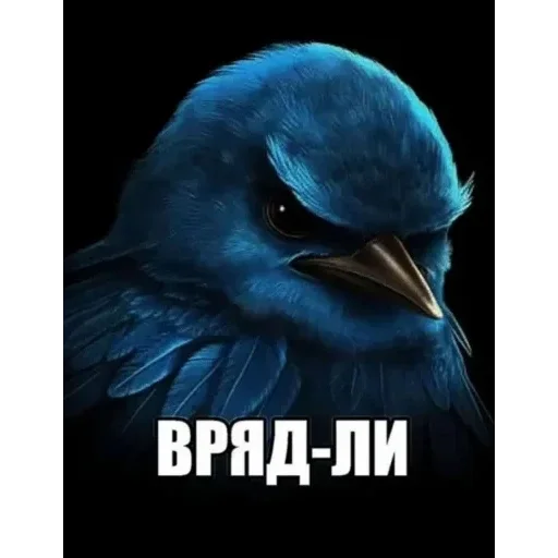 Sticker 🐦 Birds Memes | @Premium_Stikers