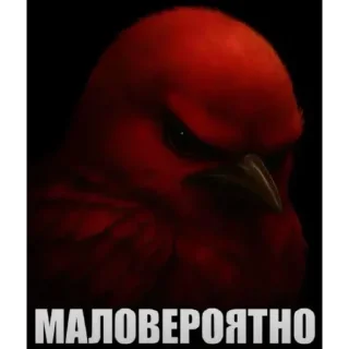 Video sticker 🐦 Birds Memes | @Premium_Stikers