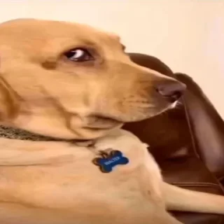 Video sticker 🧐 @chat_a2 v6 :: @fStikBot