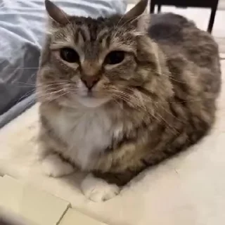 Video sticker 🚬 @VLAGA_STICK 👈 Там ВСЕ стикеры❤️