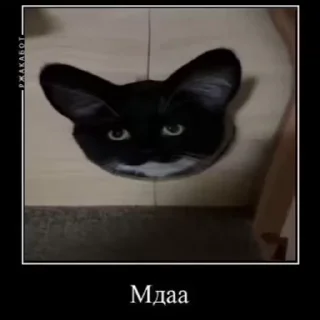 Video sticker 🙄 @VLAGA_STICK 👈 Там ВСЕ стикеры❤️