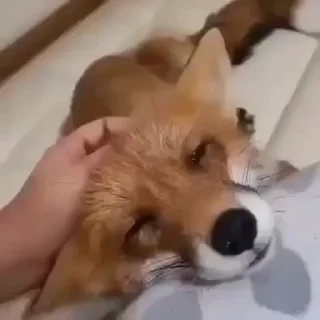 Video sticker 🤩 Лисы на все случаи жизни