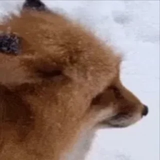 Video sticker 🤩 Лисы на все случаи жизни