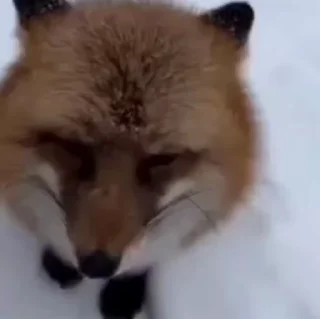 Video sticker 🤩 Лисы на все случаи жизни