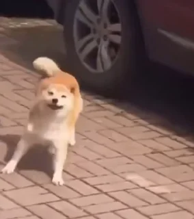 Video sticker 🐕 TikTok