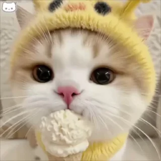 Video sticker 🌟 AI猫猫 @tiezhi18 爱在昨晚 @zuowan 每天送会员 送U