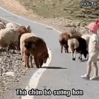 Video sticker 🌟 TỔNG HỢP GIF : Khỉ Đá 2 :: @fStikBot