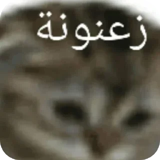 Video sticker 👍 Stickers505
