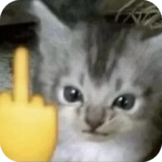 Телеграм стикер 🐱 Stickers505