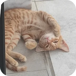 Телеграм стикер 🐱 Stickers505
