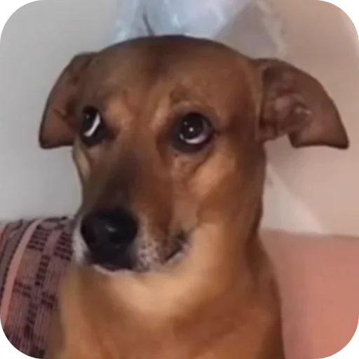 Telegram stiker 🐶 Pack da Mariana 4.0 💁🏿‍♀️