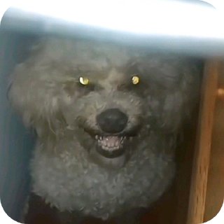 Telegram sticker 🐶 Pack da Mariana 4.0 💁🏿‍♀️