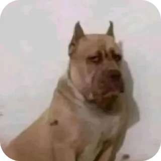 Video sticker 🤲 Pack da Mariana 4.0 💁🏿‍♀️