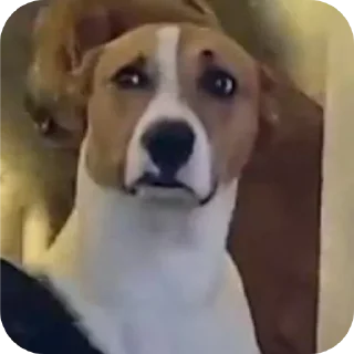 Telegram sticker 🐶 Pack da Mariana 4.0 💁🏿‍♀️