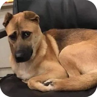 Telegram sticker 🐶 Pack da Mariana 4.0 💁🏿‍♀️