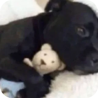 Video sticker 🐶 Pack da Mariana 4.0 💁🏿‍♀️