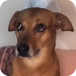 Telegram sticker 🐶 Pack da Mariana 4.0 💁🏿‍♀️