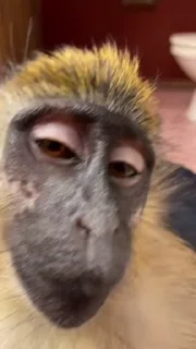 Video sticker 😒 🙊🔥 \ @emojis4 & @emoji_3