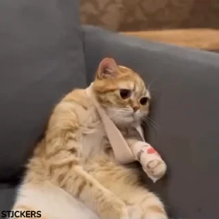 Video sticker 🤕 Zoro :: @fStikBot