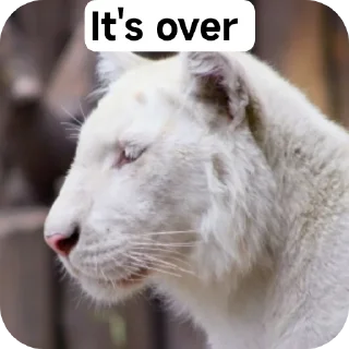 Video sticker 🐱 Piyush(ELEVEN)'s video pack