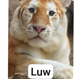 Telegram stiker 🐱 Piyush(ELEVEN)'s video pack