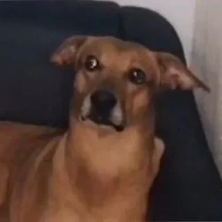 Telegram sticker 🐶 tavi