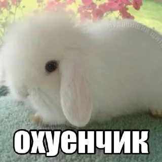 Video sticker 🌟 я даунь :Р :: @fStikBot