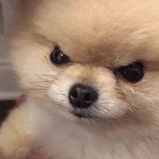 Sticker 🐶 Cookie hun🍧🥰 :: @fStikBot