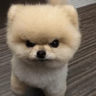 Video sticker 🐶 Cookie hun🍧🥰 :: @fStikBot