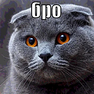 Telegram sticker ❓ Бро, ты умрешь и т.д. @forsakenlil