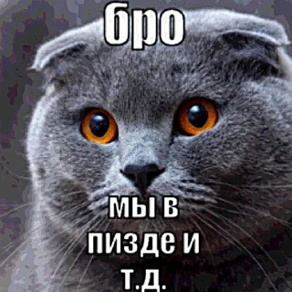 Telegram sticker 😭 Бро, ты умрешь и т.д. @forsakenlil