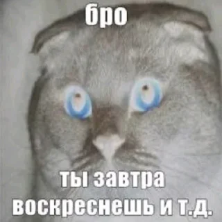 Video sticker 🕊 Бро, ты умрешь и т.д. @forsakenlil