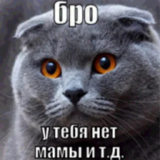 Video sticker 🤰 Бро, ты умрешь и т.д. @forsakenlil