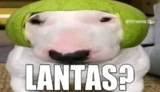 Телеграм стикер 😳 meme ito @papiabel