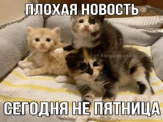 Video sticker 🌟 мемы и приколы :: @fStikBot