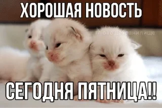 Sticker 🌟 мемы и приколы :: @fStikBot