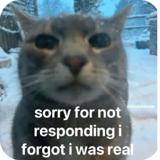 Telegram sticker 🐱 Kysniggerss