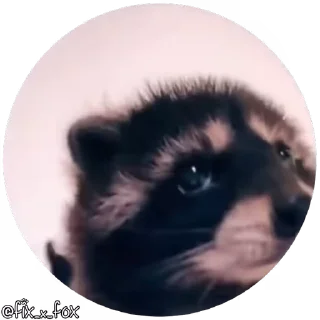 Video sticker 🥳 Daily usable @fixfox @sharkhd
