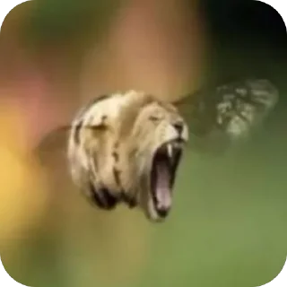 Video sticker 🫥 брейнрот