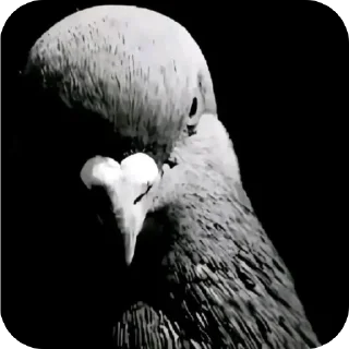 Telegram sticker 🫥 брейнрот