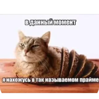 Video sticker 🫥 брейнрот