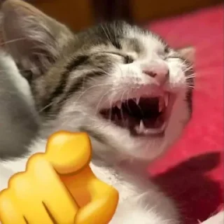 Video sticker 🐱 Больше стиков тут: @stikery4