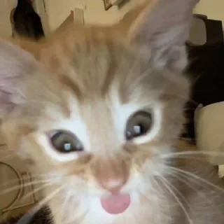 Video sticker 🐱 Больше стиков тут: @stikery4